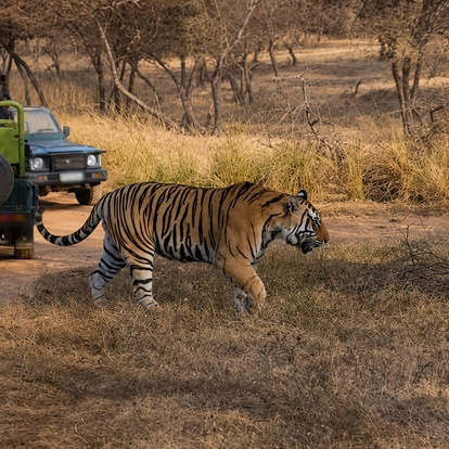 Tiger in Ranthambore National Park
